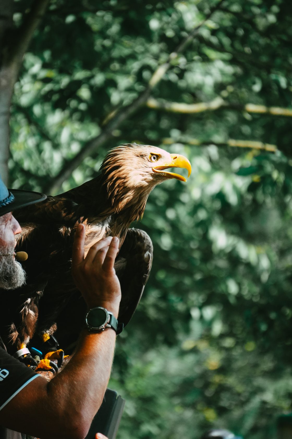 Eagle on the rangers shoulder