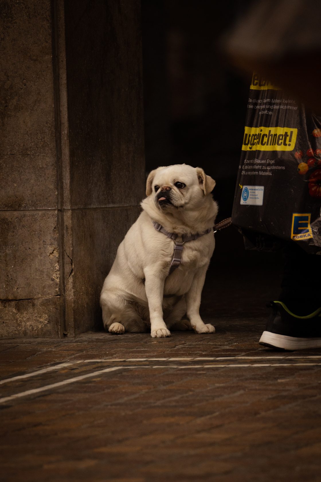 Dog in the city