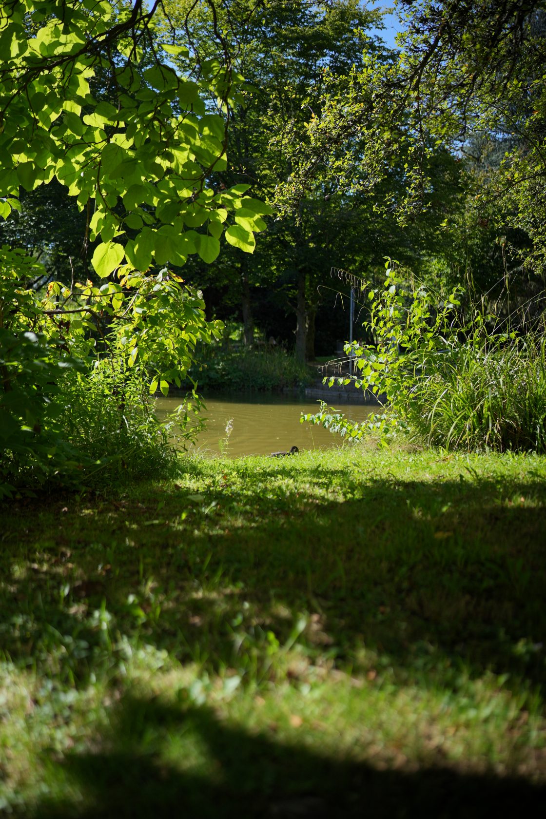 Pond in Spring #1